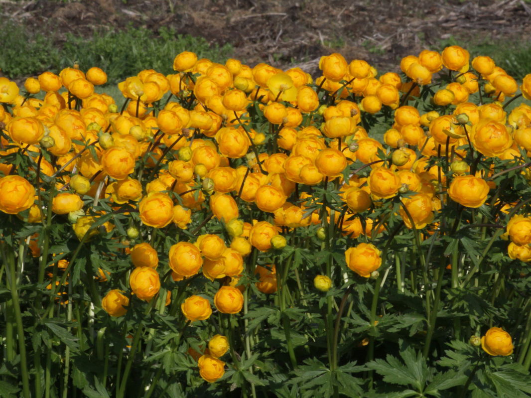 Hahnenfußartige (Ranunculales)