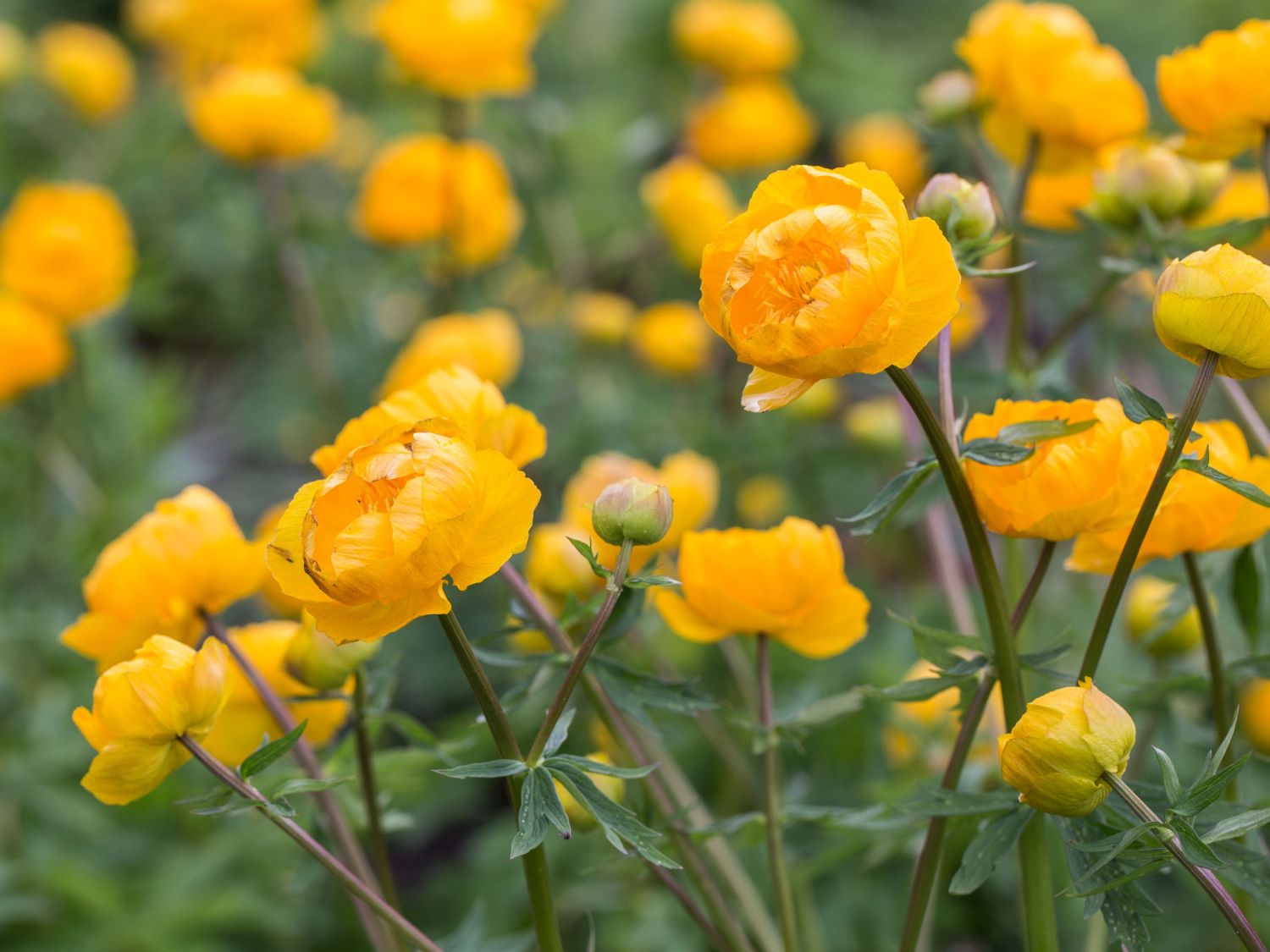 Trollblumen (Trollius)