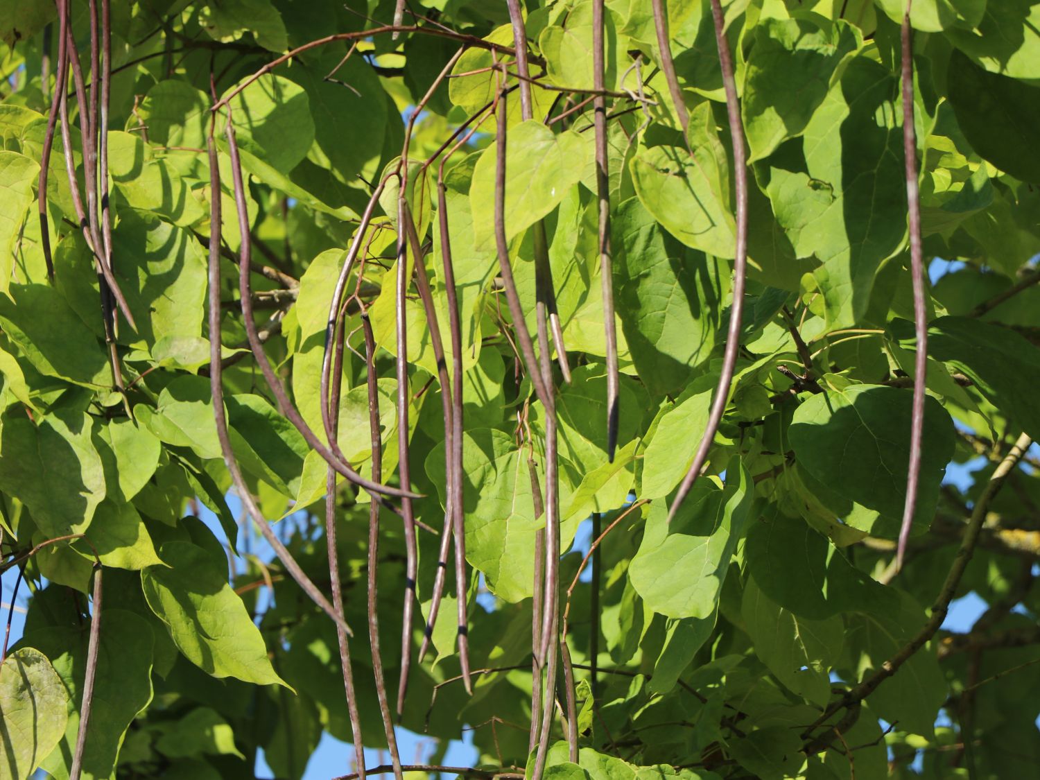 Trompetenbaumgewächse (Bignoniaceae)