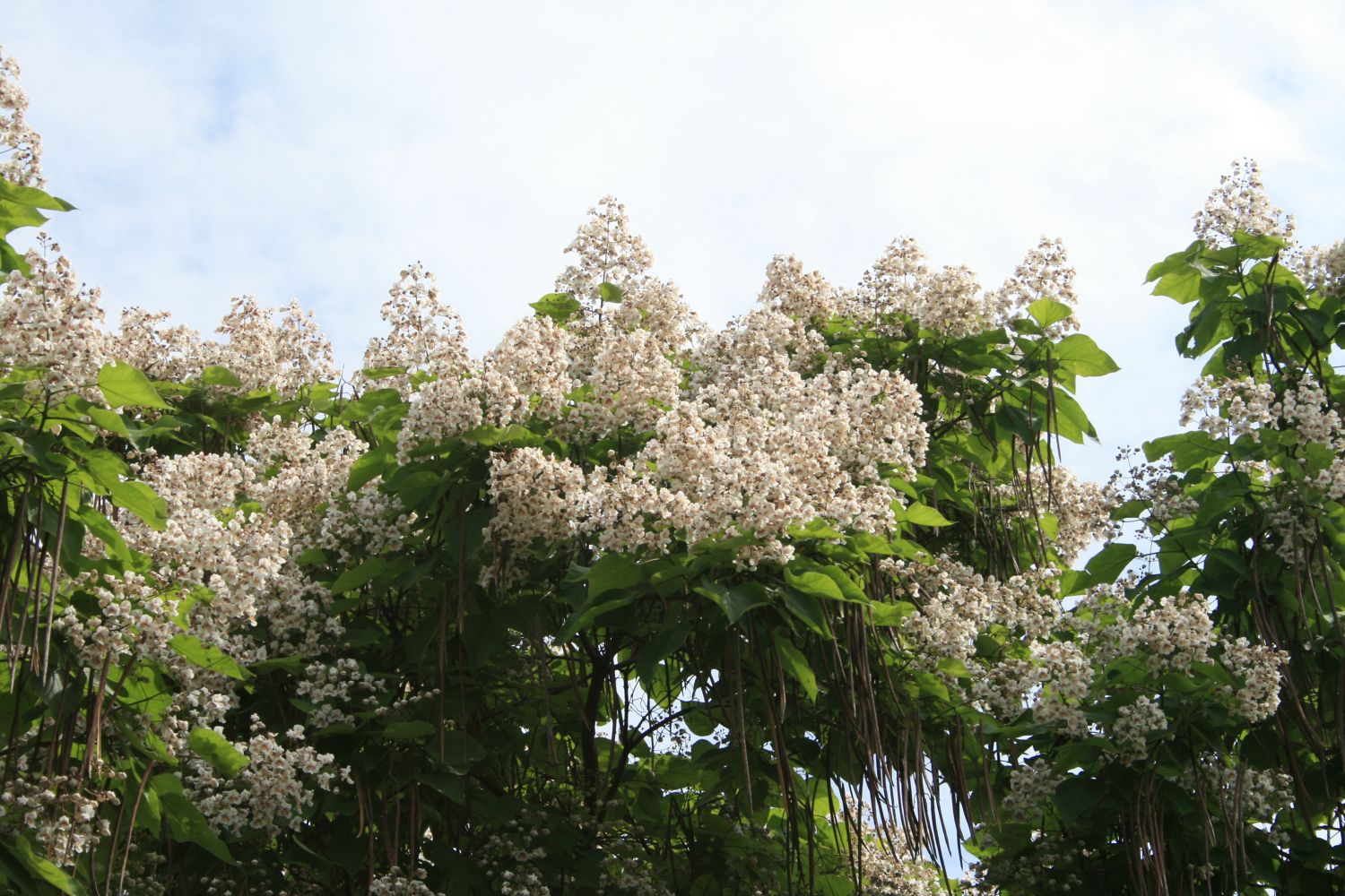 Trompetenbäume (Catalpa)