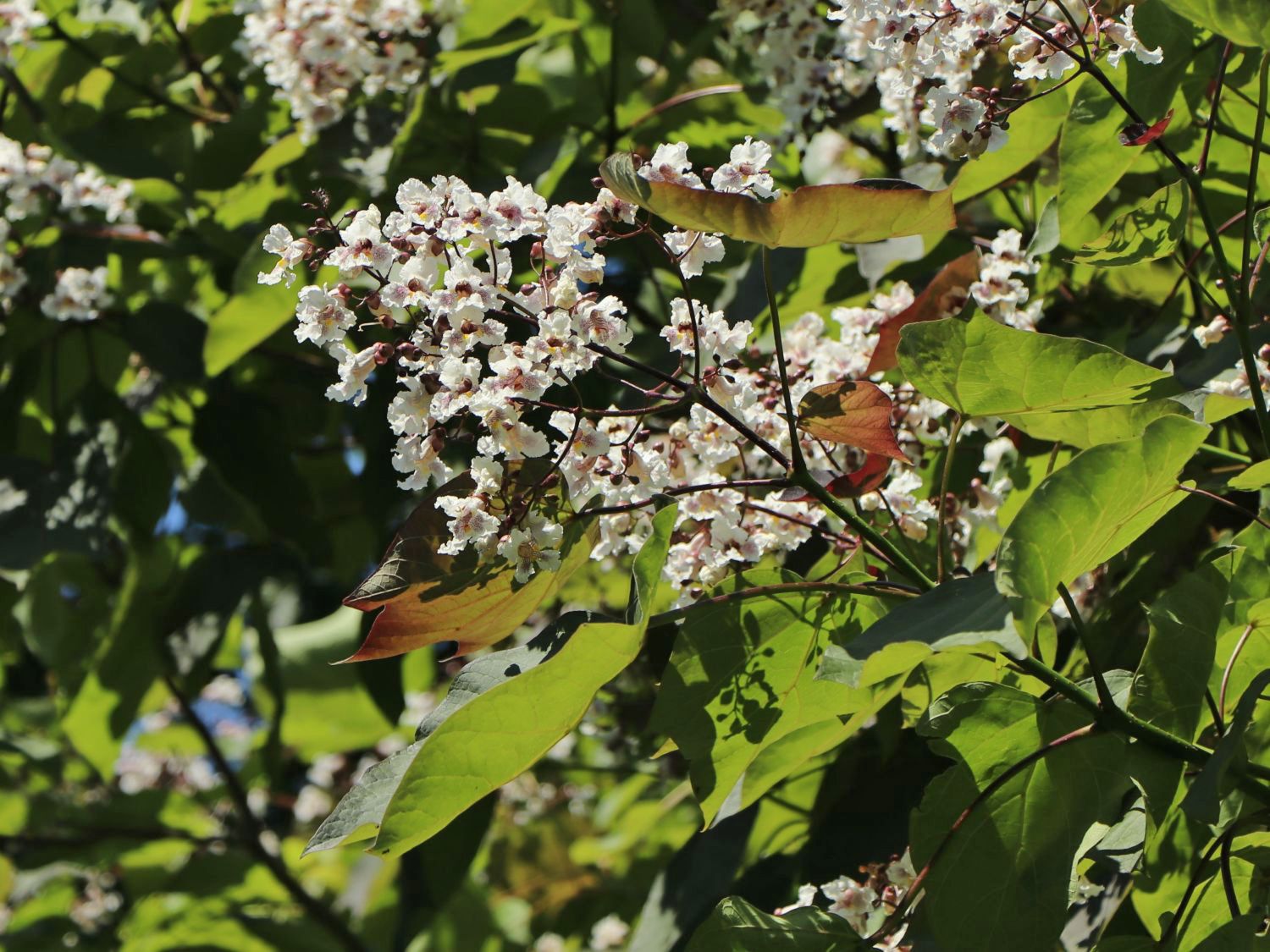 Trompetenbaum 'Purpurea' - Catalpa erubescens 'Purpurea'