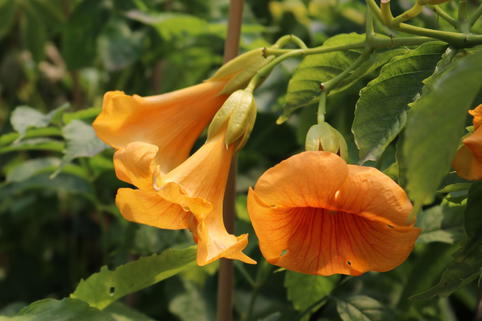 Trompetenblume 'Golden Trumpet' - Campsis radicans 'Golden Trumpet'