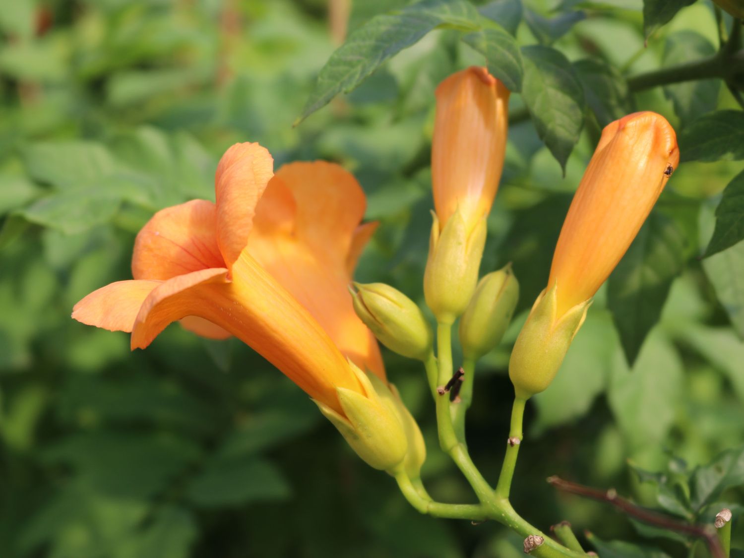 Trompetenblume 'Golden Trumpet' - Campsis radicans 'Golden Trumpet'
