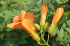 Trompetenblume 'Golden Trumpet' - Campsis radicans 'Golden Trumpet'