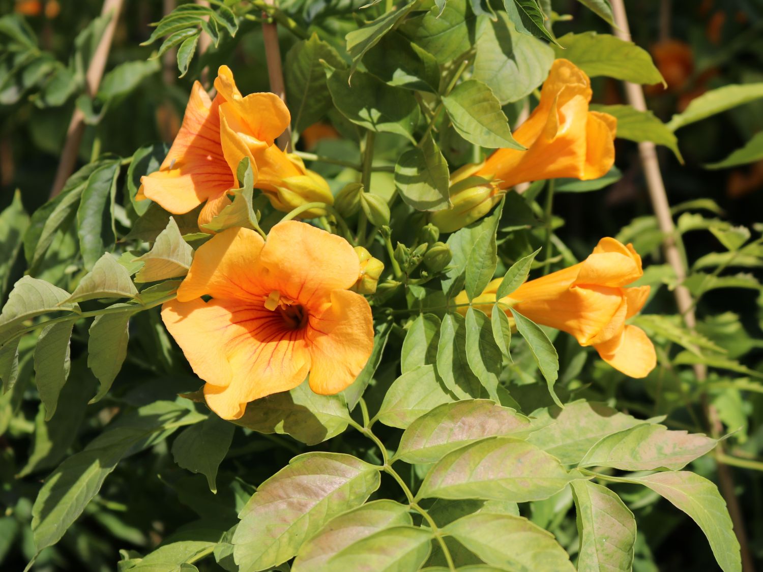 Trompetenblume 'Golden Trumpet' - Campsis radicans 'Golden Trumpet'