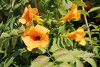 Trompetenblume 'Golden Trumpet' - Campsis radicans 'Golden Trumpet'