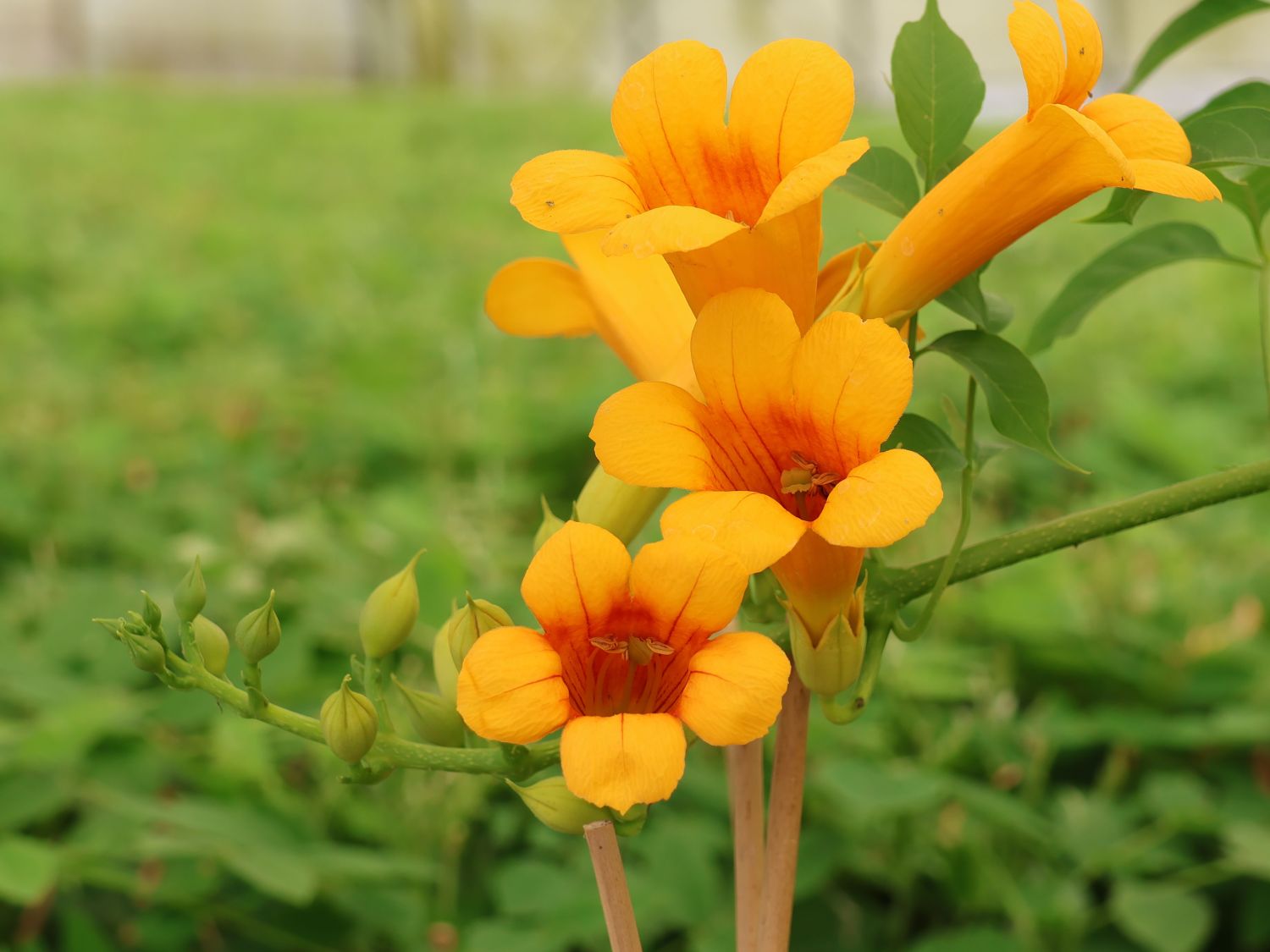 Trompetenblume 'Golden Trumpet' - Campsis radicans 'Golden Trumpet'