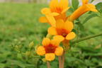 Trompetenblume 'Golden Trumpet' - Campsis radicans 'Golden Trumpet'