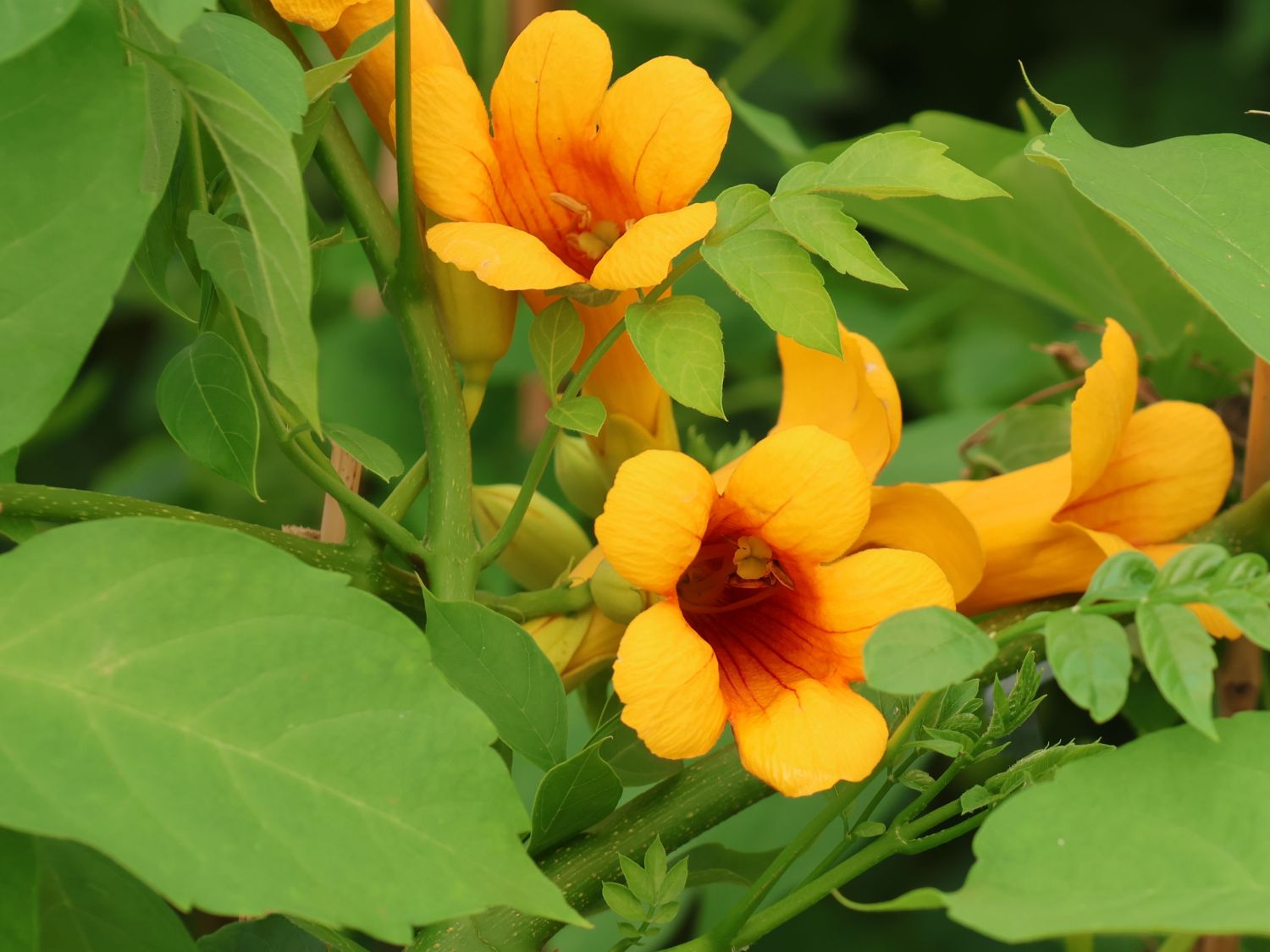 Trompetenblume 'Golden Trumpet' - Campsis radicans 'Golden Trumpet'