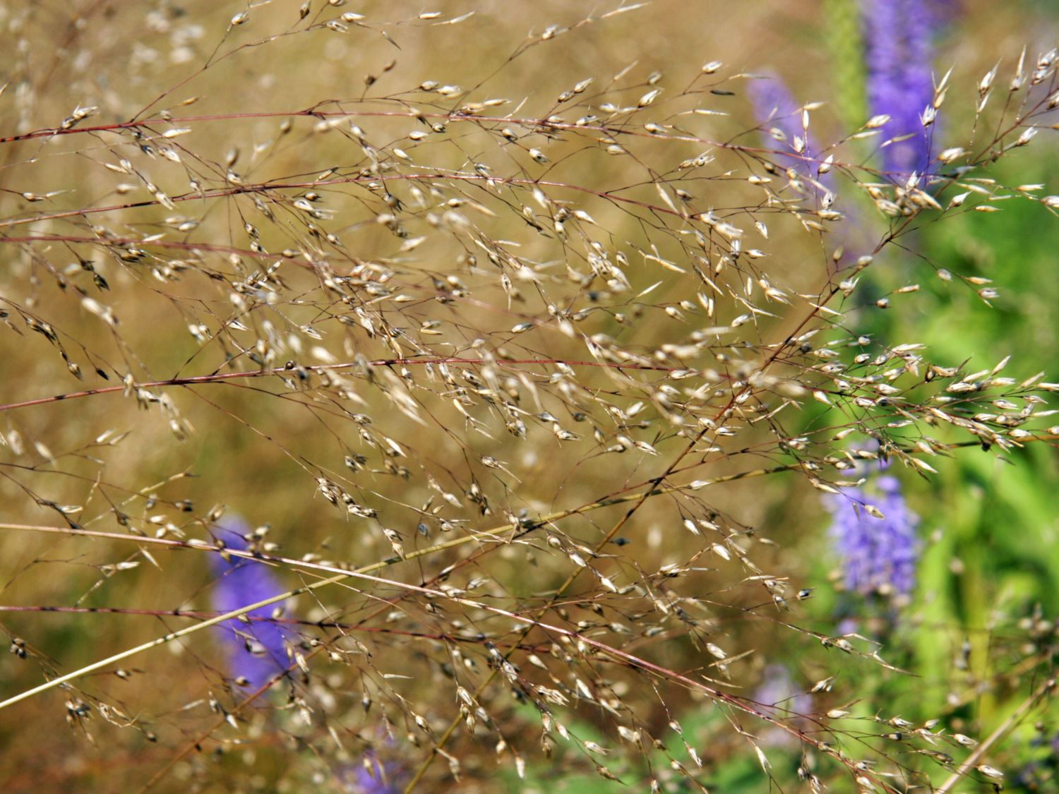 Sporobolus (Sporobolus)