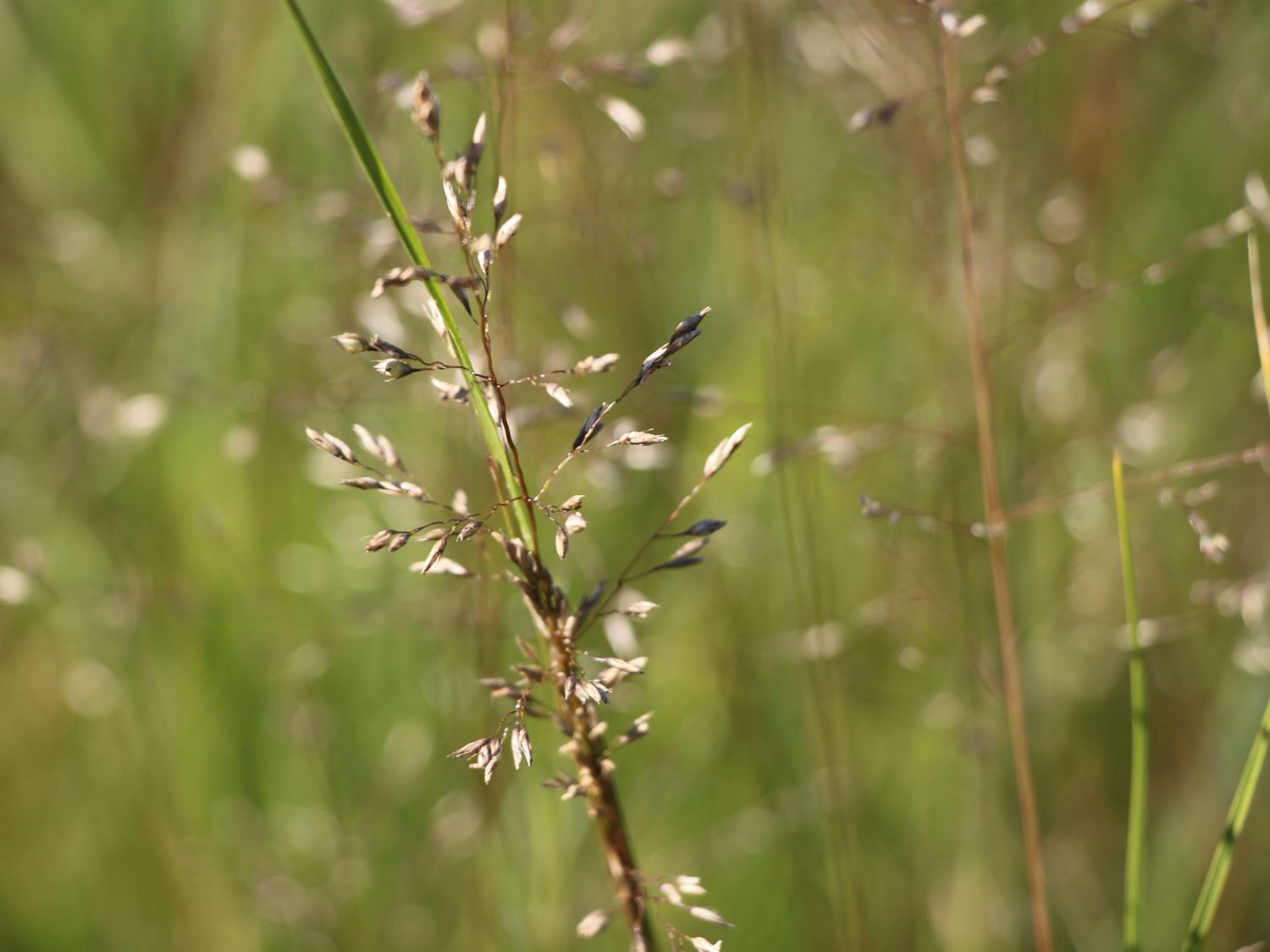 Tropfengras 'Wisconsin'