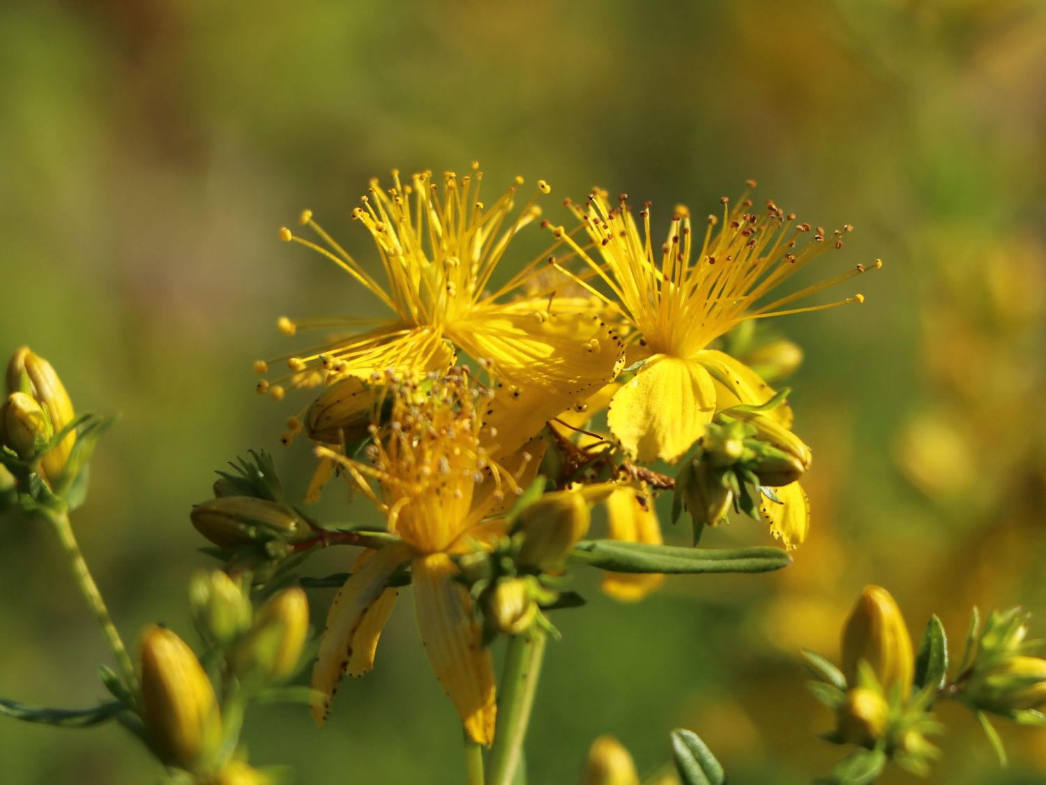 Tüpfel-Johanniskraut - Hypericum perforatum