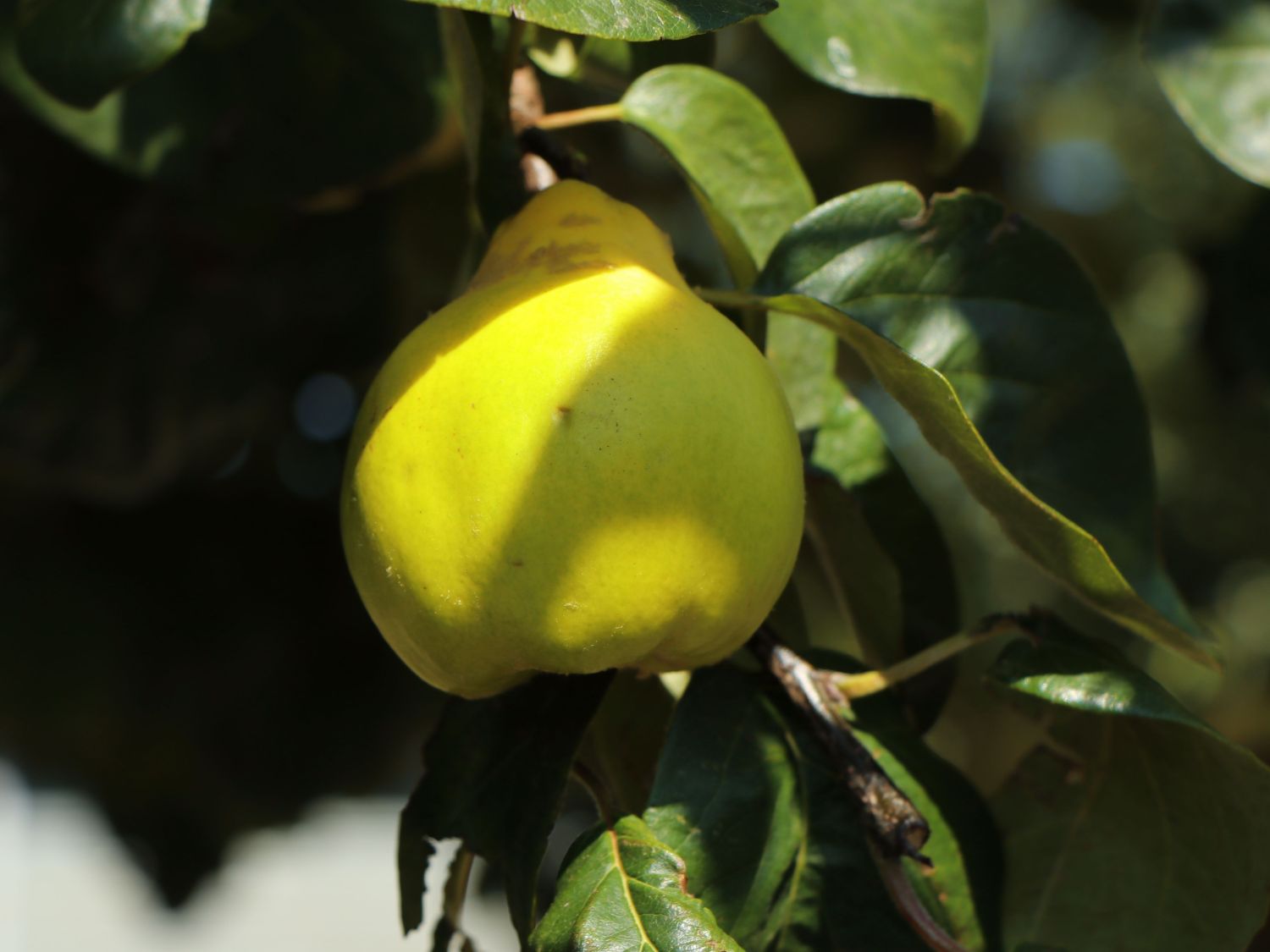 Türkische Tafelquitte Ayva ®