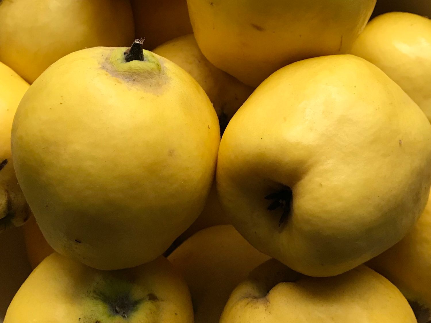 Türkische Tafelquitte Ayva ® - Cydonia oblonga 'Ayva' ®