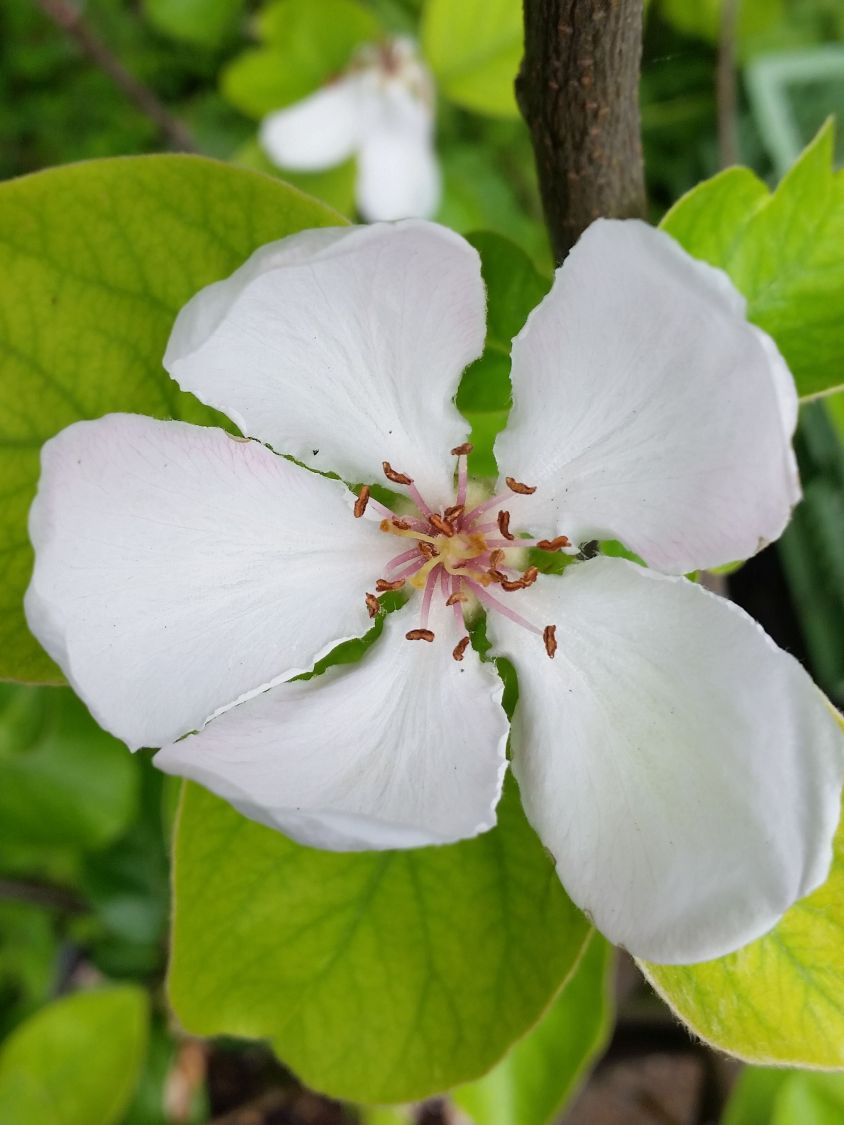 Türkische Tafelquitte Ayva ® - Cydonia oblonga 'Ayva' ®