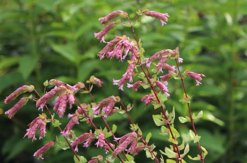 Türkischer Majoran 'Bristol Cross' - Origanum amanum 'Bristol Cross'