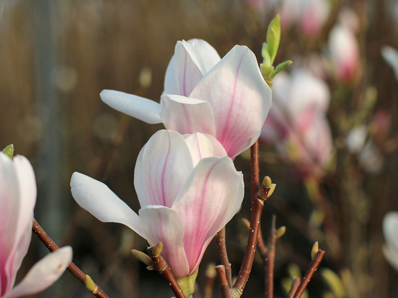 Tulpen-Magnolie 'Kate Brook'