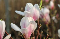 Tulpen-Magnolie 'Kate Brook'