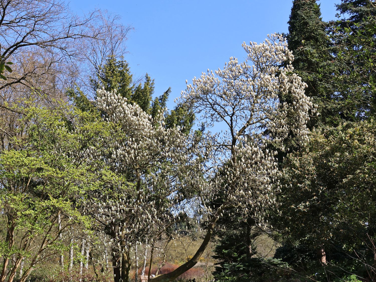 Tulpen-Magnolie 'Lennei Alba' - Magnolia x soulangiana 'Lennei Alba'