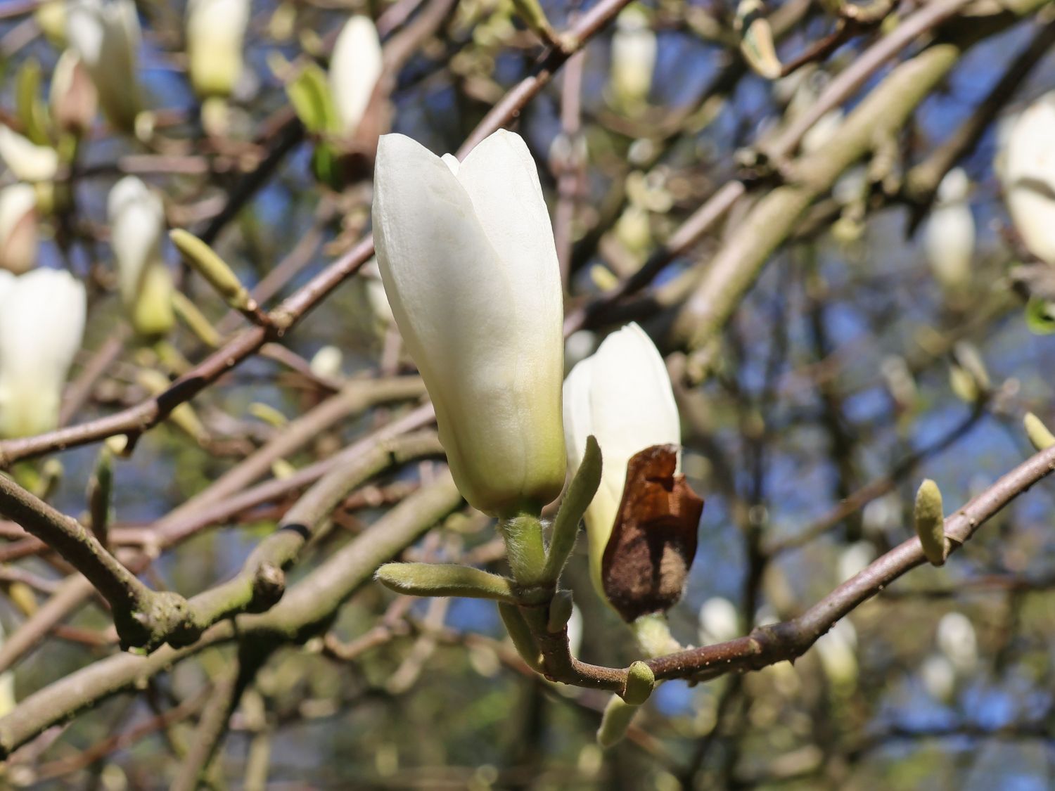 Tulpen-Magnolie 'Lennei Alba' - Magnolia x soulangiana 'Lennei Alba'