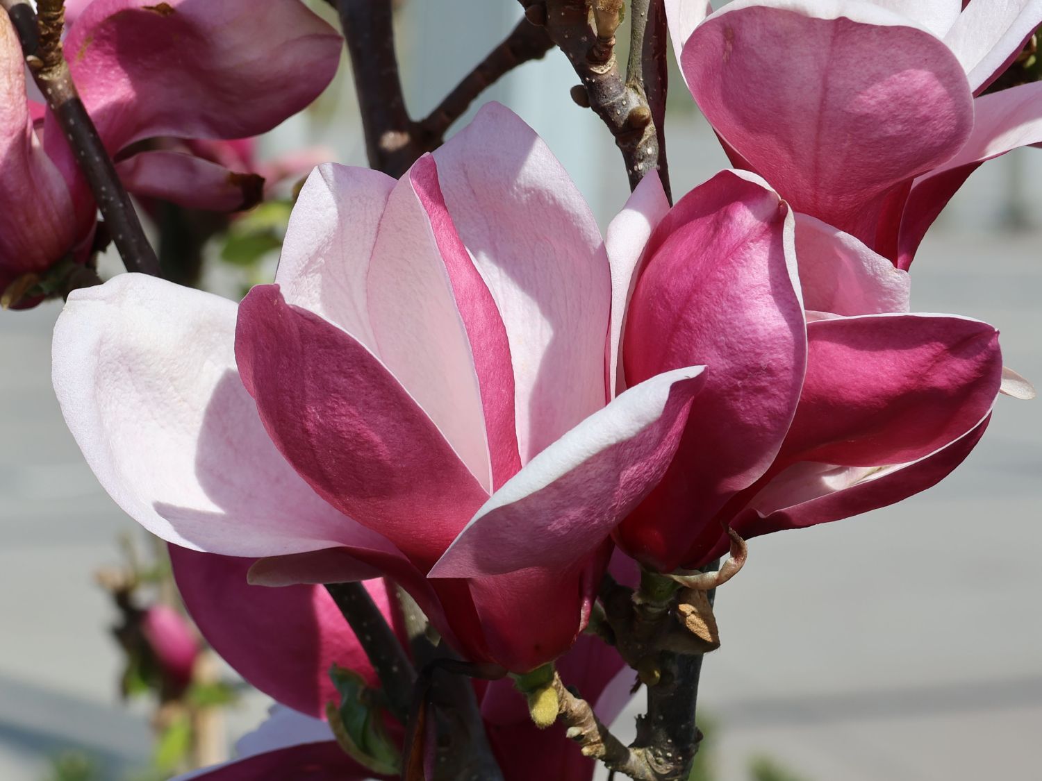 Tulpen-Magnolie 'March Till Frost'
