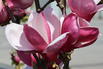 Tulpen-Magnolie 'March Till Frost' - Magnolia x soulangiana 'March Till Frost'