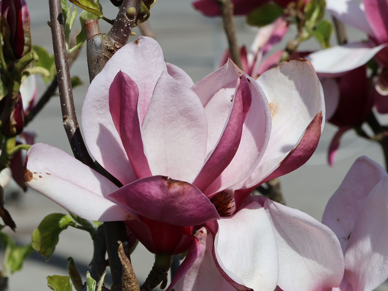 Tulpen-Magnolie 'March Till Frost' - Magnolia x soulangiana 'March Till Frost'