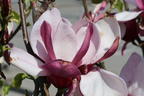 Tulpen-Magnolie 'March Till Frost' - Magnolia x soulangiana 'March Till Frost'