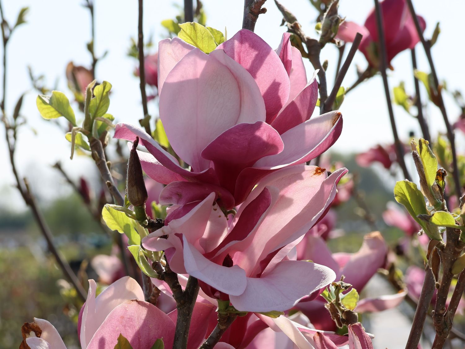 Tulpen-Magnolie 'March Till Frost' - Magnolia x soulangiana 'March Till Frost'