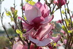 Tulpen-Magnolie 'March Till Frost' - Magnolia x soulangiana 'March Till Frost'