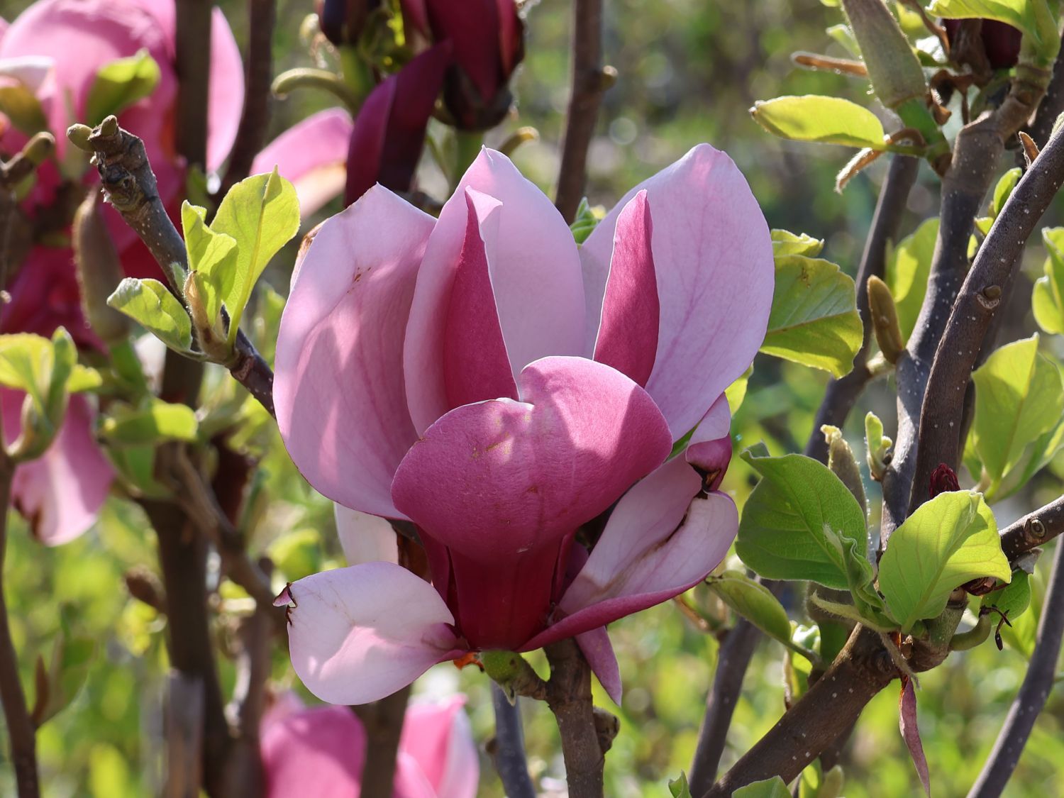 Tulpen-Magnolie 'March Till Frost' - Magnolia x soulangiana 'March Till Frost'