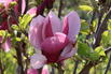 Tulpen-Magnolie 'March Till Frost' - Magnolia x soulangiana 'March Till Frost'