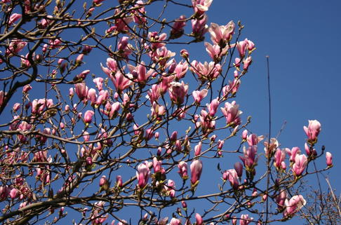 Tulpen-Magnolie 'Pickard's Schmetterling' - Magnolia x soulangiana 'Pickard's Schmetterling'