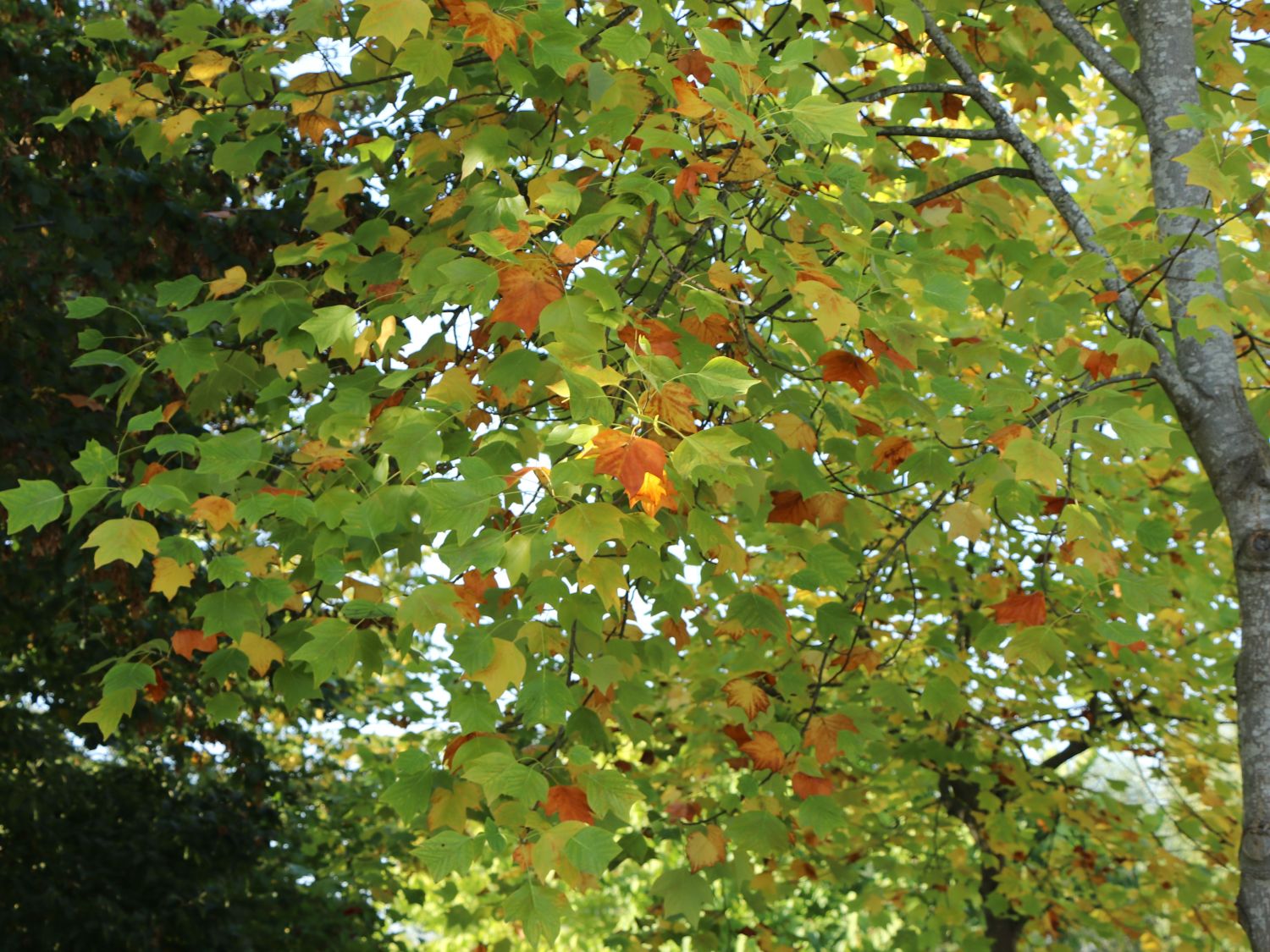 Tulpenbäume (Liriodendron)