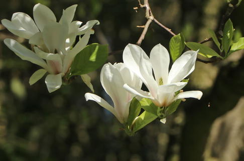 Tulpen-Magnolie 'Alba Superba' - Magnolia x soulangiana 'Alba Superba'