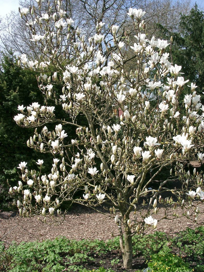Tulpen-Magnolie 'Lennei Alba' - Magnolia x soulangiana 'Lennei Alba'