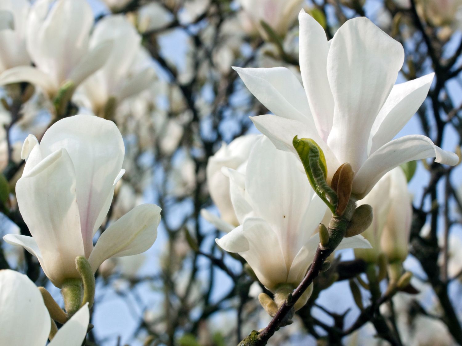 Tulpen-Magnolie 'Lennei Alba' - Magnolia x soulangiana 'Lennei Alba'