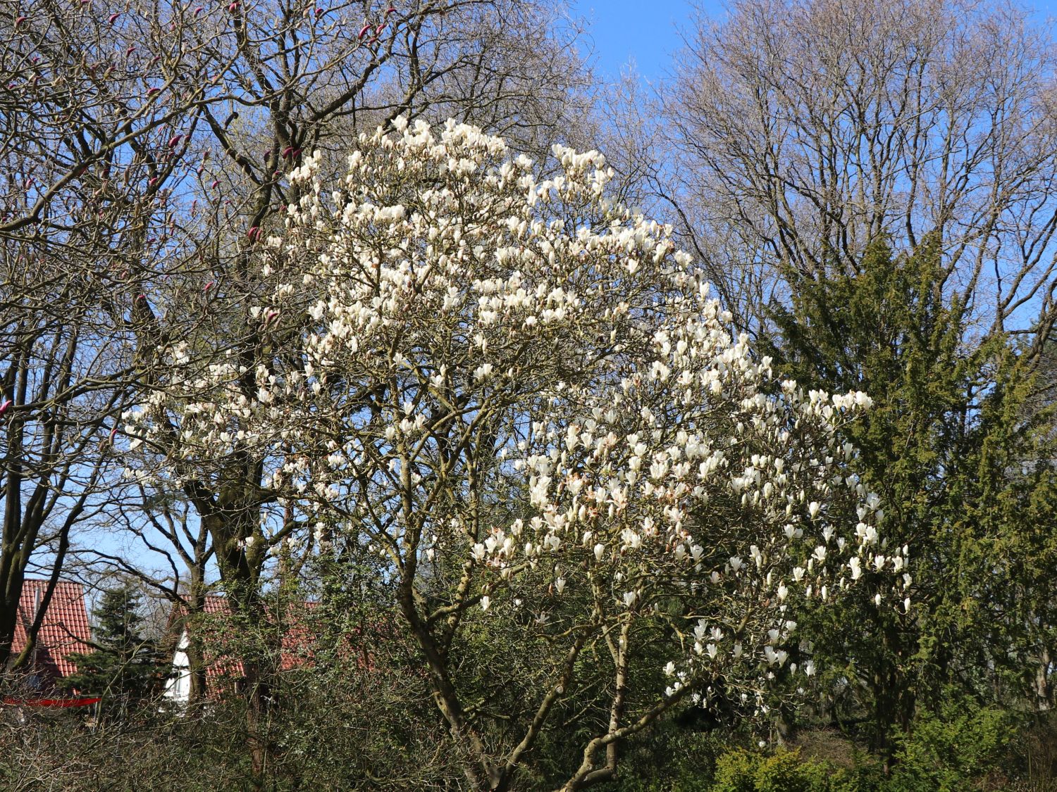 Tulpen-Magnolie 'Lennei Alba' - Magnolia x soulangiana 'Lennei Alba'