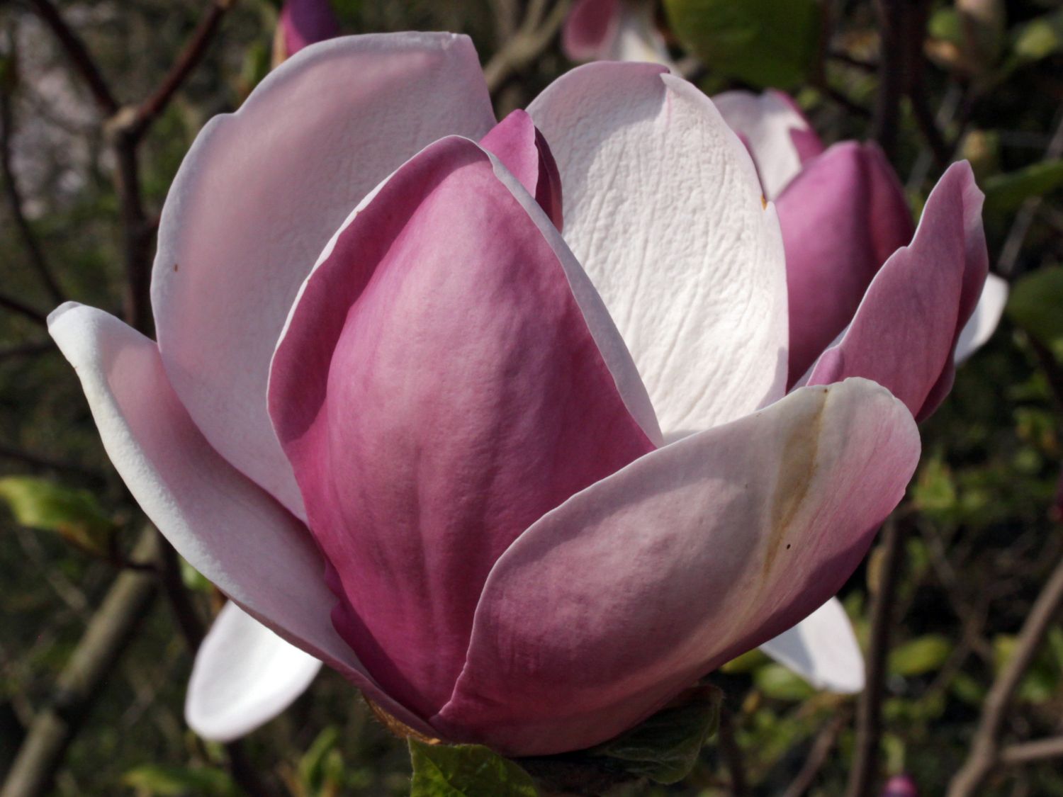 Tulpen-Magnolie 'Lennei'