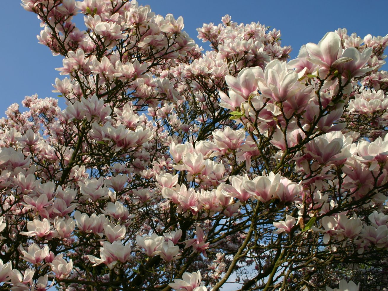Magnolien (Magnolia)