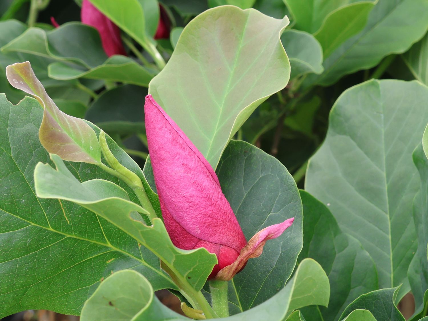 Tulpen-Magnolie 'March Till Frost' - Magnolia x soulangiana 'March Till Frost'