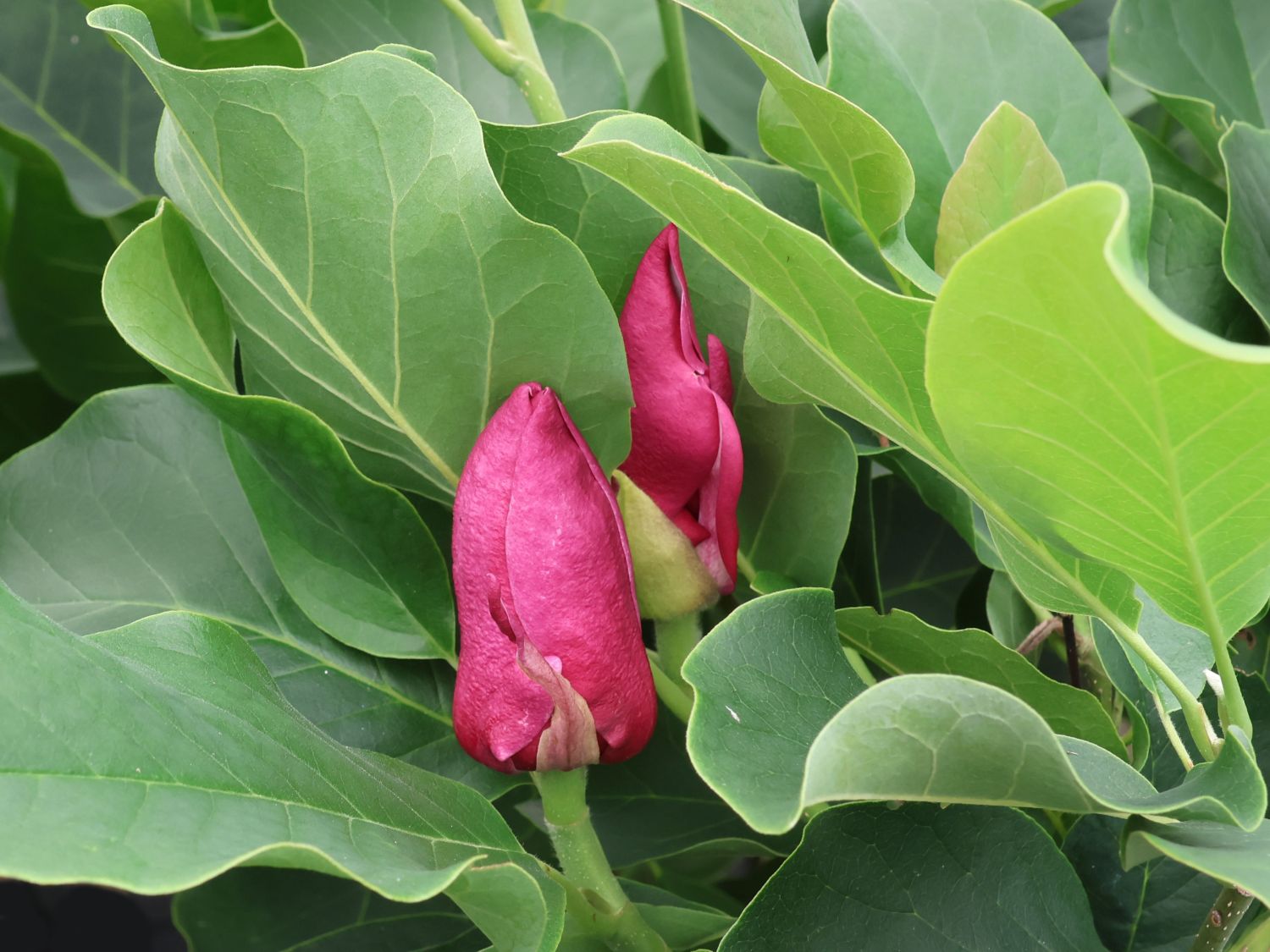 Tulpen-Magnolie 'March Till Frost' - Magnolia x soulangiana 'March Till Frost'