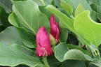 Tulpen-Magnolie 'March Till Frost' - Magnolia x soulangiana 'March Till Frost'