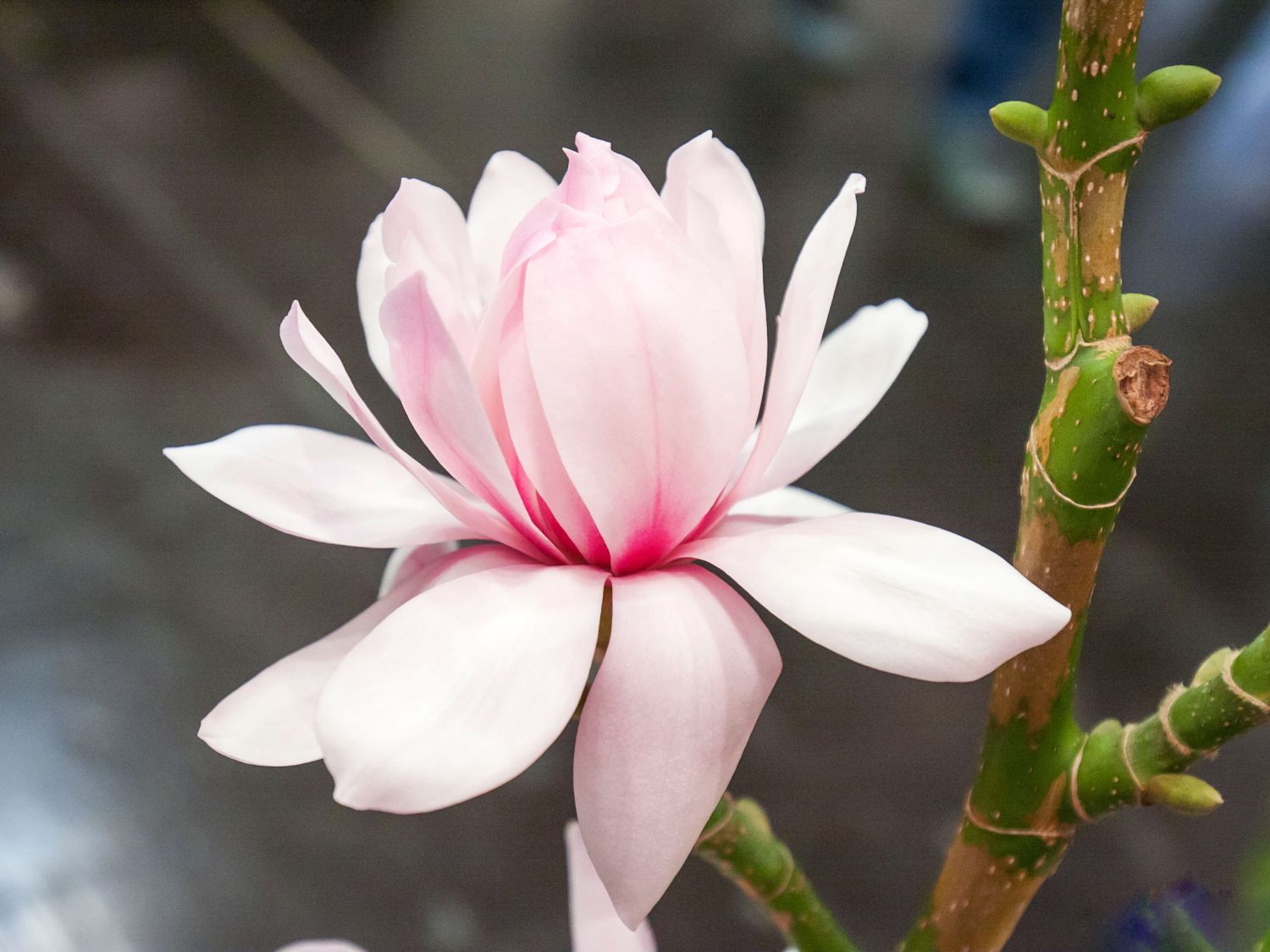 Tulpen-Magnolie 'Pink Beauty'
