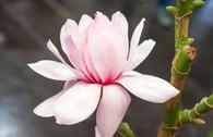 Tulpen-Magnolie 'Pink Beauty'