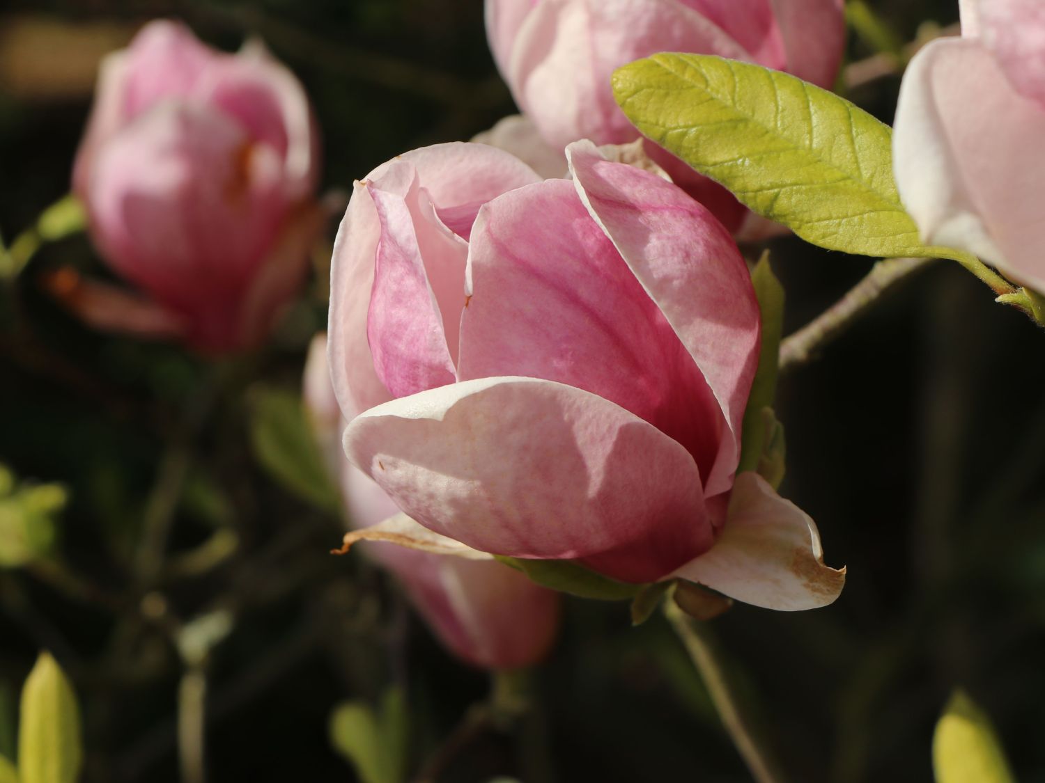 Tulpen-Magnolie 'Rustica Rubra' - Magnolia x soulangiana 'Rustica Rubra'