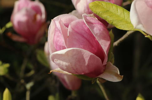Tulpen-Magnolie 'Rustica Rubra' - Magnolia x soulangiana 'Rustica Rubra'