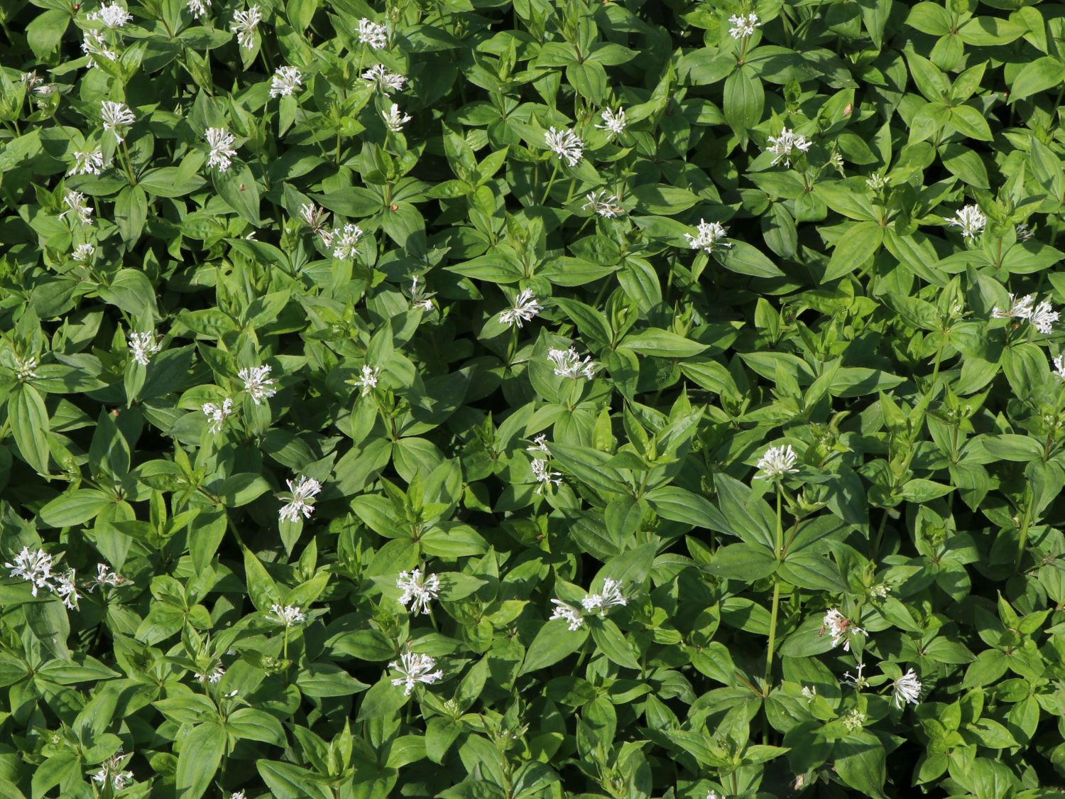 Turiner Meier / Turiner Meister - Asperula taurina
