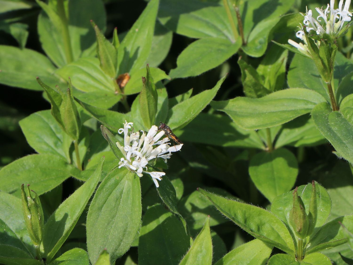 Turiner Meier / Turiner Meister - Asperula taurina