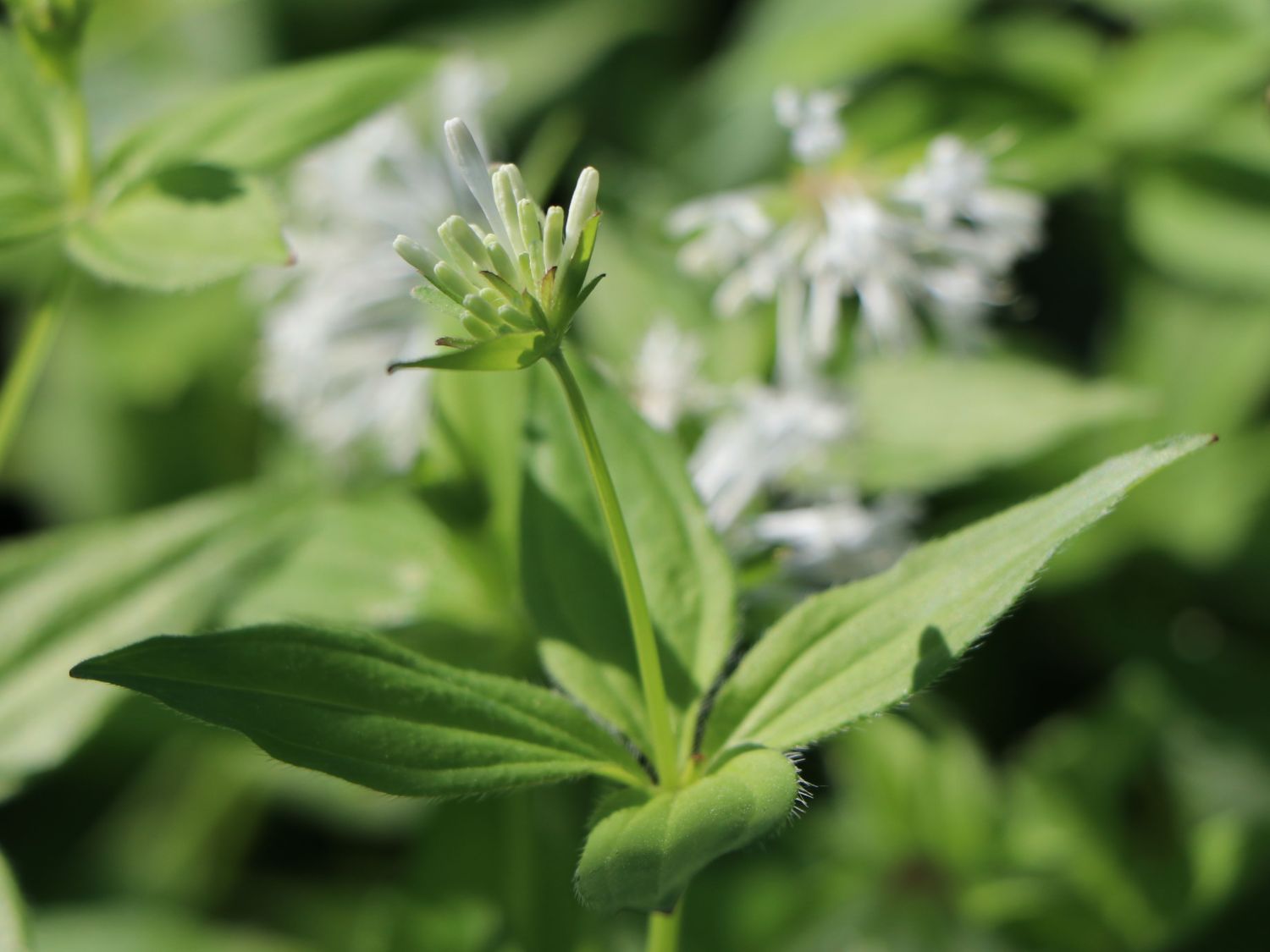 Turiner Meier / Turiner Meister - Asperula taurina